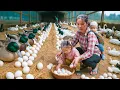 Download Lagu Harvesting duck eggs, catching giant fish to sell at the market, and cooking with my 2 children