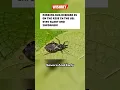 Chagas Disease: A Growing Public Health Threat in the U.S. #shorts