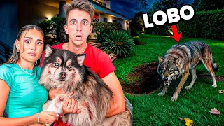 UN LOBO SALVAJE DESTRUYÓ MI JARDIN Y ATACÓ A MIS PERROS...
