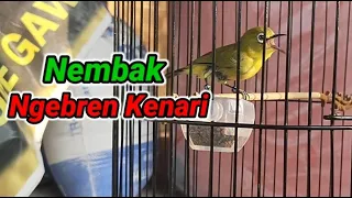 pleci look for opponents to shoot bren walnuts