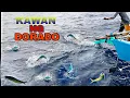 Download Lagu KAWAN NG DORADO ANG AMING NAKA SAGUPA SA UNANG PAYAW NA AMING PINUNTAHAN | MAHI-MAHI FISH