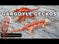 Paul Morlock - RhacHouse Gargoyle Gecko Care From The Expert