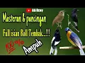 Download Lagu MASTERAN / PANCINGAN full isian tembakan || Tledekan, kacer, SRDC, jongkangan, Decu dll
