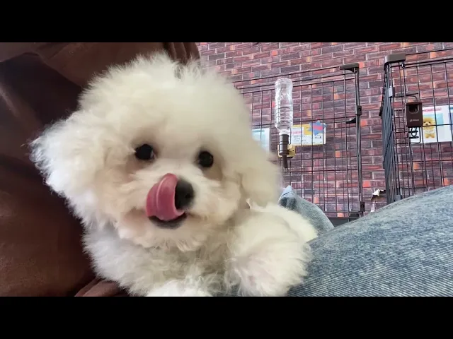 動画