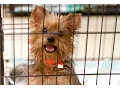 HSSM holds adoption for rescued Yorkshire terriers