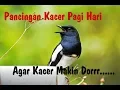 Download Lagu Suara Pancingan Kacer Pagi Hari - Video Burung Asli
