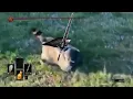 Elden Ring Dark Souls Raccoon Rolling Meme