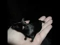 RAT - 13 Killoki