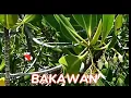 Lagu Bakawan/Mangrove tree #shorts / kuyaZam vlogs