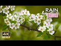 Download Lagu 4K HDR Rain \u0026 Blossom - Gentle Rain \u0026 Bird Sounds - Spring Drizzle in Orchard - Relax/ Sleep/ Medita