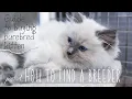 How to find a breeder Guide to buying purebred kitten Ragdolls Pixie and Bluebell