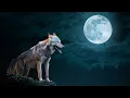 Download Lagu The howling of the wolves. 10 hours of wolf sounds