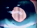 Cycles (1974) - Jordan Belson, Stephen Beck