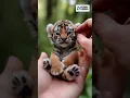 Download Lagu Adorable Baby Tiger Moments!#tiger #animals#wildlife #cute #zoo #rare