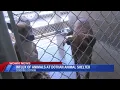 Influx of animals at Dothan Animal Shelter