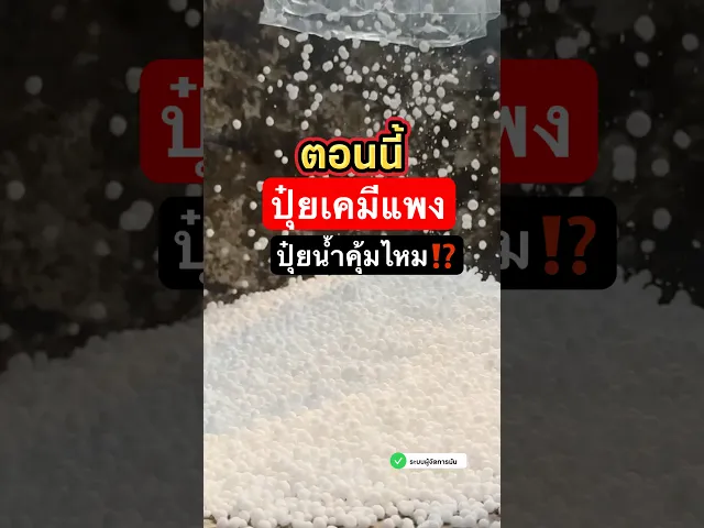 ปุ๋ยเคมีน้ำโชว่าสูตร 20-5-5 ผู้จัดการมัน ชนิดฉีดพ่น (เร่งต้น)