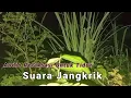 Lagu Suara jangkrik pengantar tidur