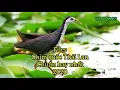 Download Lagu Tiếng chim quốc mồi mái bẫy chuẩn nhất bản bắt chim nhanh nhất
