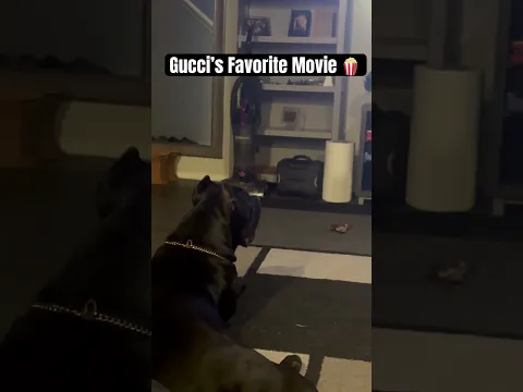 What’s your dogs favorite movie? #canecorso #puppy #dreeandghost