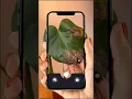 Plant disease detection