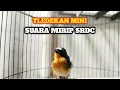 Download Lagu SUARA BURUNG TLEDEKAN MINI GACOR❗ MP3