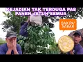 KEJADIAN TAK TERDUGA PAS PANEN JATUH SEMUA