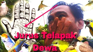 Download mikat burung sogon tanpa menggunakan MP3 pemula harus bisa MP3