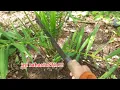 Download Lagu TIPS Simple Perawatan sawit baru tanam agar cepat berkembang!!!