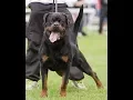 World s most expensive rottweilers who changed the rottweiler game forever
