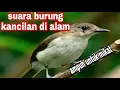 Download Lagu SUARA BURUNG KANCILAN BAKAU ASLI SUARA ALAM paling ampuh untuk pikat