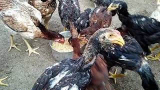 إزاي تملص الديك الهندي لوحدك وبسهوله وفكره بسيطه من جركن بلاستك قديم هتساعدك كتير 