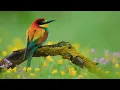 Download Lagu Suara burung yang melumpuhkan dengan musik seruling | Suara meditasi pagi | Musik seruling yang menenangkan | Video alam