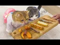 Download Lagu I cooked for my cats, but their reaction shocked me!