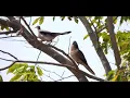 Download Lagu Hoe vang je een gevlekte duif? Aflevering 14