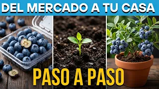 Cómo Sembrar ARÁNDANOS Comprados en el Mercado