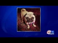 Dog dies during grooming appointment at Petco investigation underway