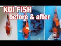 Download Lagu Koi Fish Growth: Before \u0026 After