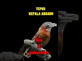 Download Lagu TEPUS KEPALA ABU-ABU GACOR ‼️ MASTERAN BURUNG PALING VIRAL DAN DICARI AMPUH UNTUK MASTERAN BURUNG