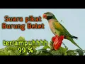 Download Lagu Full  Kicau Burung Betet untuk Pikat dan Pancingan