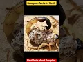 Download Lagu Scorpion facts | Do the children of scorpions eat the scorpion itself??
