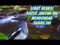 Download Lagu Suara kacer betina untuk memancing jantan plus terapi air mengalir
