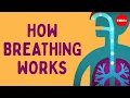 How breathing works - Nirvair Kaur