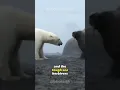 Download Lagu Epic Battle: Polar Bear vs Walrus | About Animals