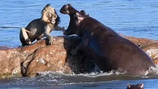 14 Animales que se Enfrentaron al Rival Equivocado
