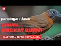 Download Lagu MASTERAN TEPUS KEPALA ABU.. PANCINGAN SUARA DASAR UNTUK MEMBUAT BURUNG BAHAN ANGKAT BUNYI