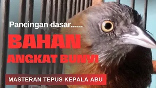  masteran tepus kepala abu pancingan suara dasar untuk membuat burung bahan angkat bunyi