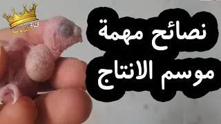 أخطاء قاتلة يرتكبها المربون في موسم إنتاج البادجي