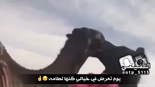 شيلة كنها لطامة كلمات ماجد بن مطر اداء خالد ال بريك 