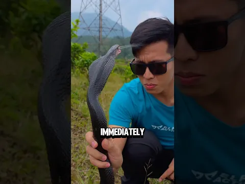 This Snake Can Spray Venom That Can Blind You‼️😨