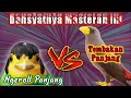 MASTERAN BURUNG || kombinasi ngerol nembak,kenari jalak rio rio
